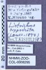 Etiketten zu Liotrichus hypocrita (Lewis, 1894) (NHMW-ZOO-COL-0008295)
